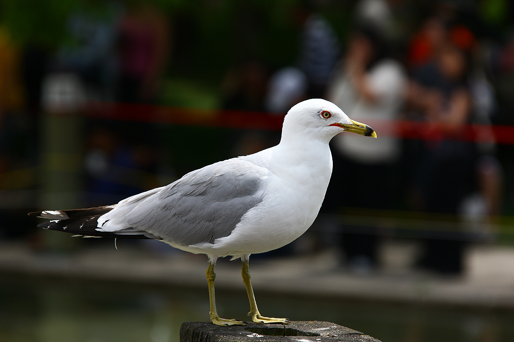 Luminato, 2009