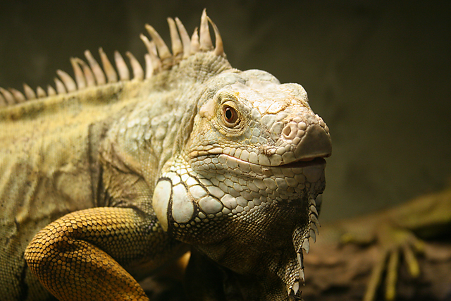Big lizard