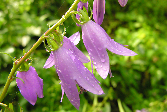 Dew