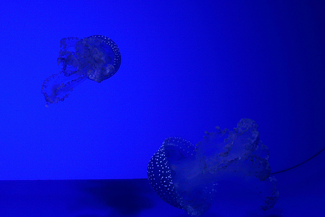 Jellyfish