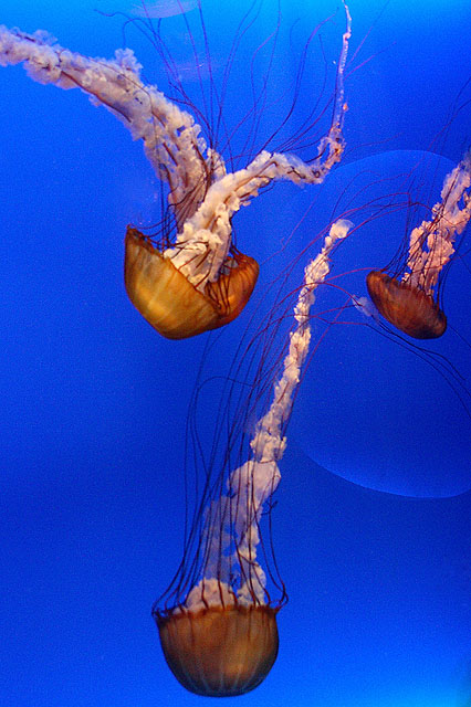 Jellyfish