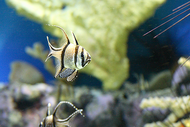 Tropical fish