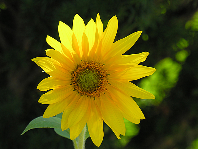 Sunflower