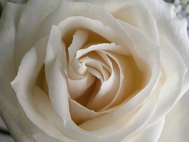 White rose