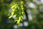 Oak leaves