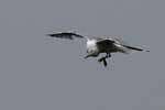 Seagull