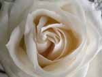 White rose