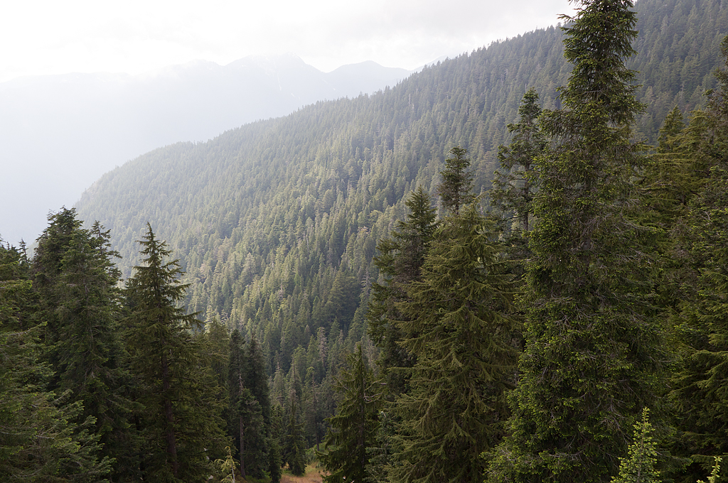 Grouse Mountain