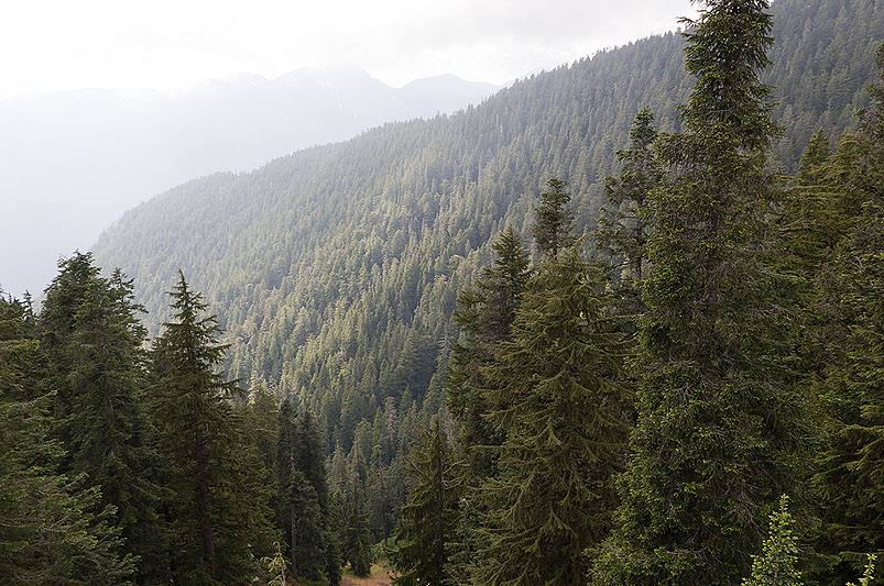 Grouse Mountain