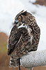 Grouse Mountain