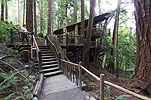 Capilano Suspension Bridge