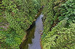 Capilano Suspension Bridge