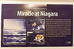 Trip to Niagara Falls