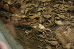 Snake 9