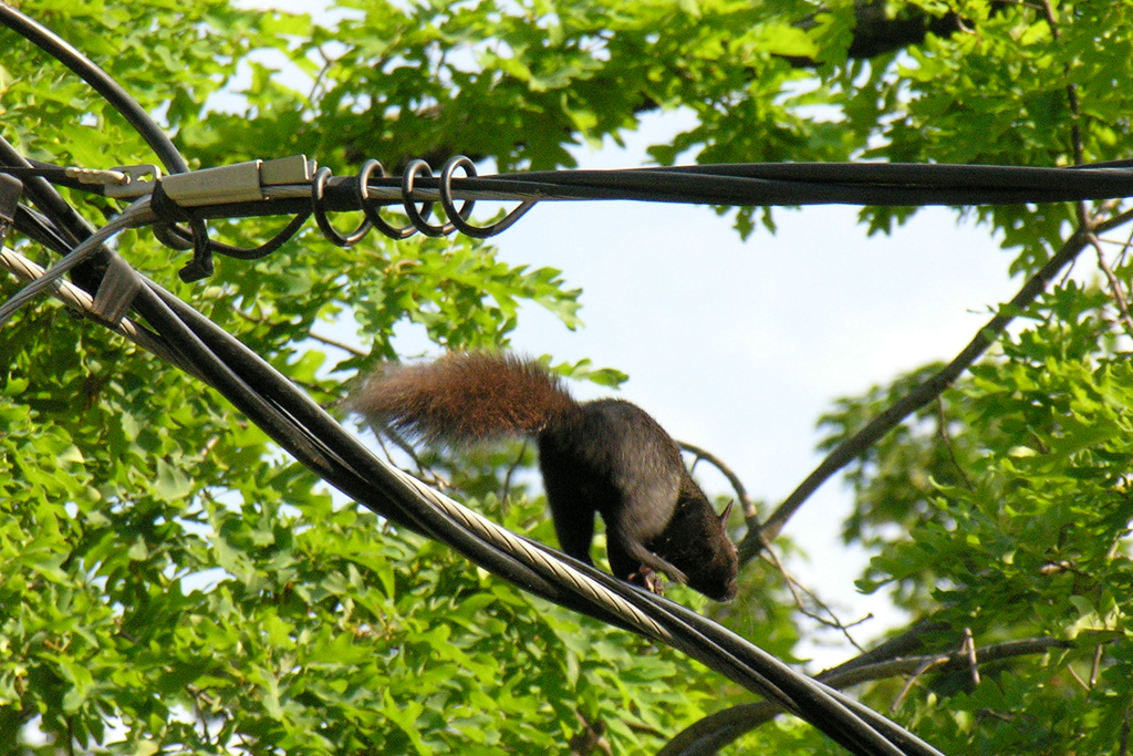 Squirrel