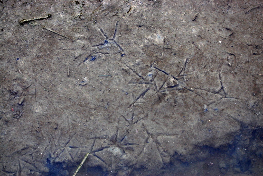 Wetlands