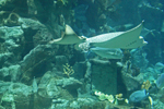 Ocean Park