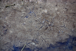Wetlands