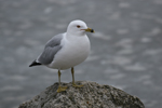 Seagull