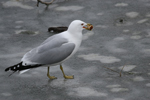 Seagull